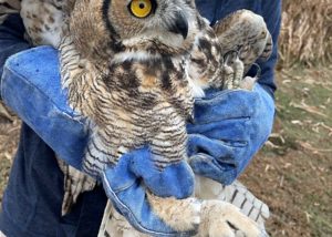 Fur and Feathers camp